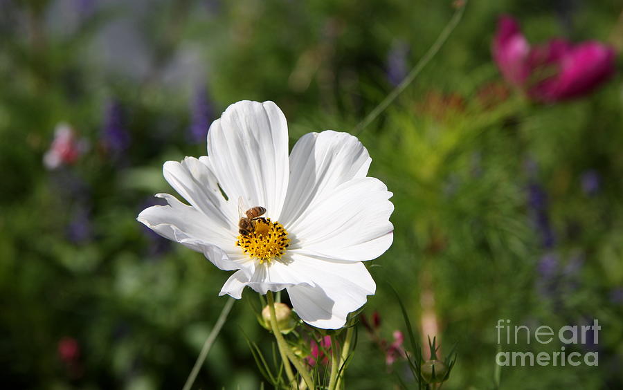Nature Photograph - Cosmea And Bee by Christiane Schulze Art And Photography