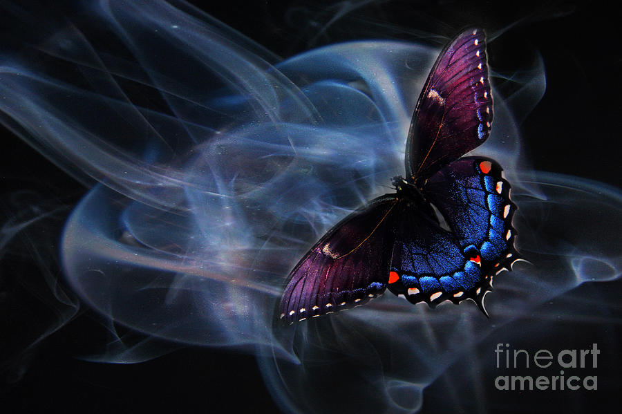 Cosmic Butterfly Photograph