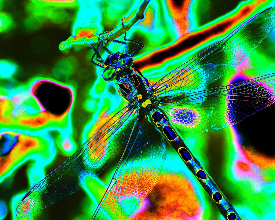 Cosmic Dragonfly Art 1 Photograph by Ben Upham III
