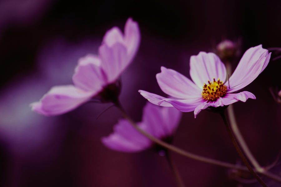 Nature Photograph - Cosmo After Glow by Kay Novy