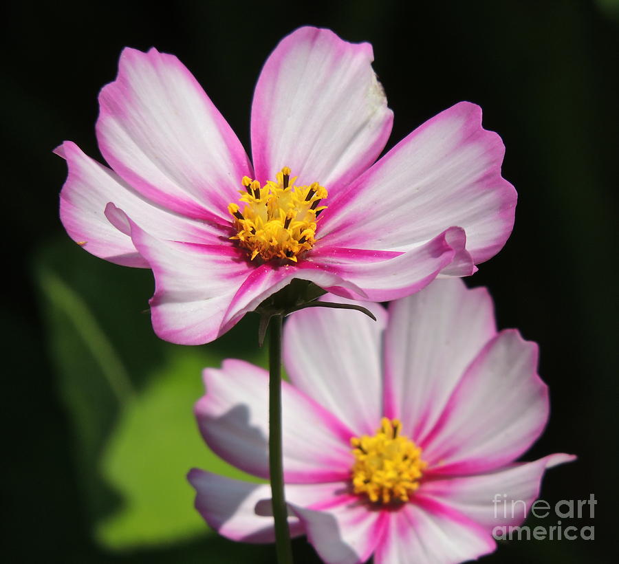 Nature Photograph - Cosmo Duets by Eve Spring