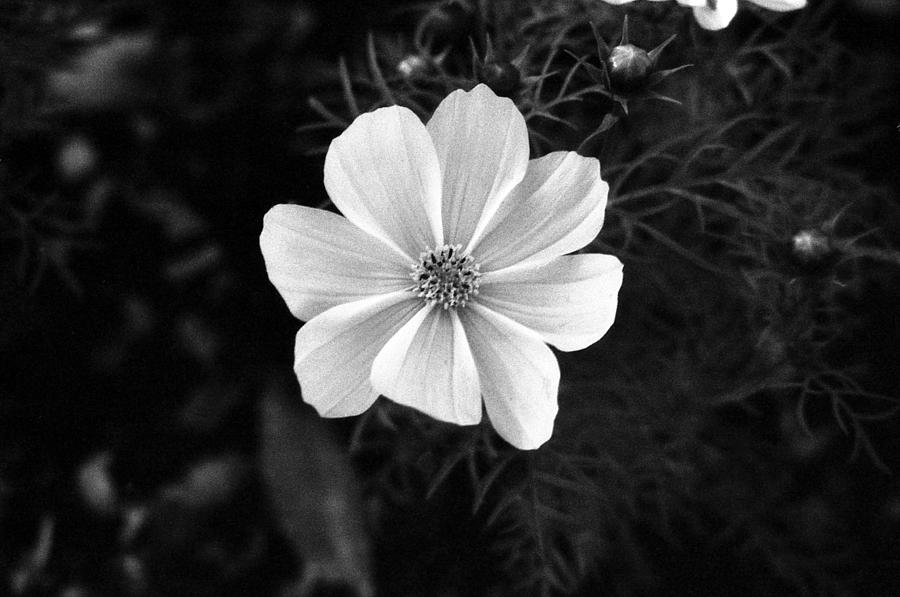 Cosmo - Infrared 01 Photograph by Pamela Critchlow