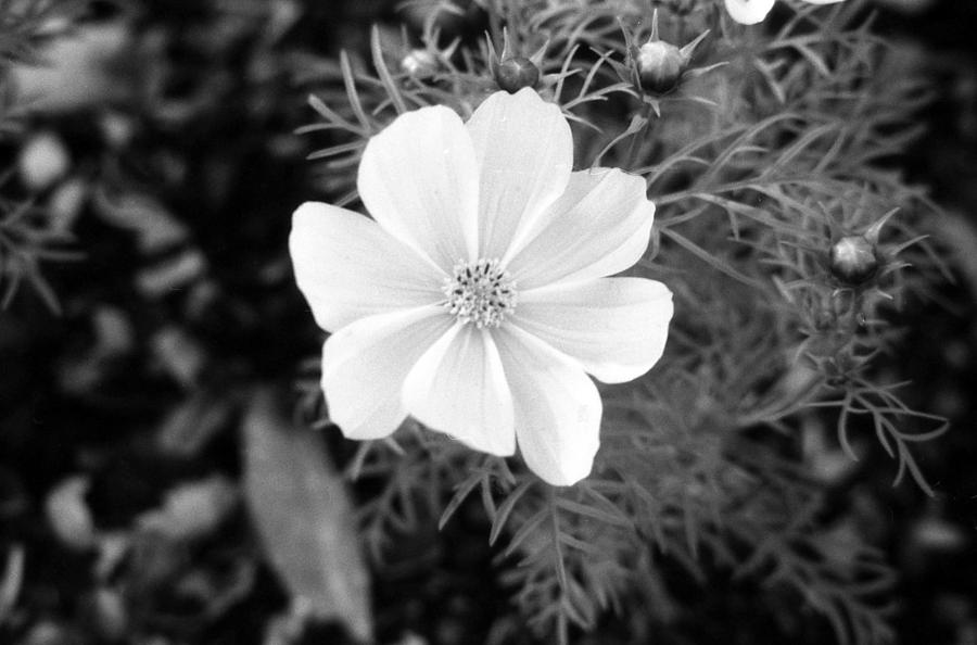 Cosmo - Infrared 02 Photograph by Pamela Critchlow