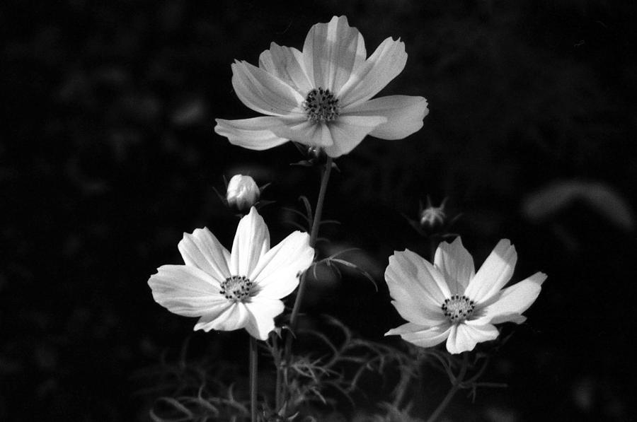 Cosmo - Infrared 03 Photograph by Pamela Critchlow