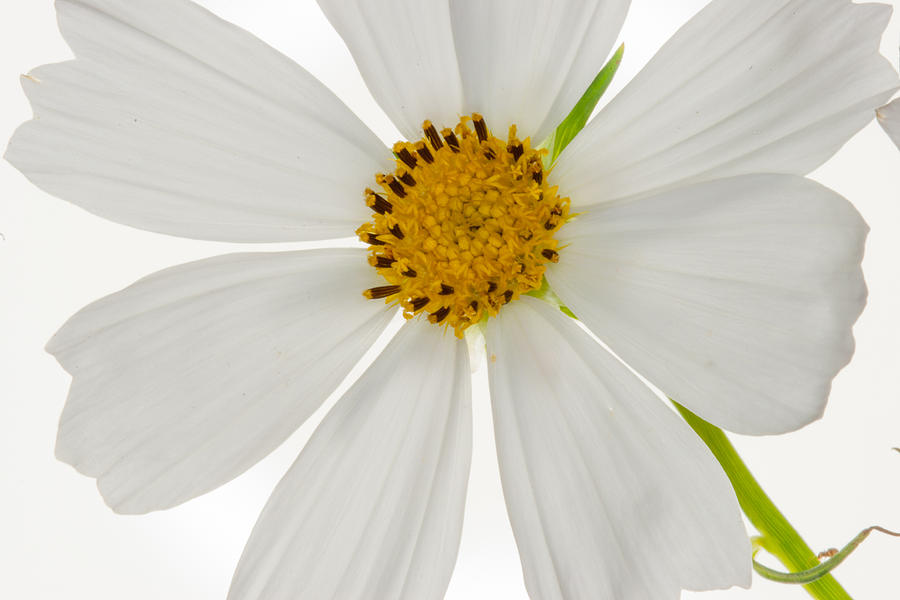 Cosmos - clean and white Photograph by W Chris Fooshee