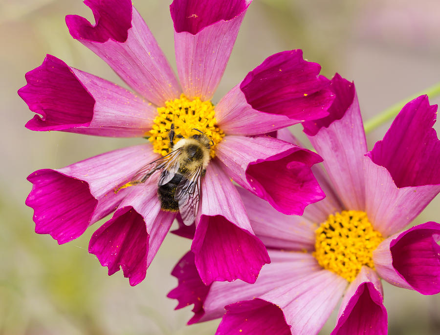 Cosmos and Bee Photograph by Paula Ponath