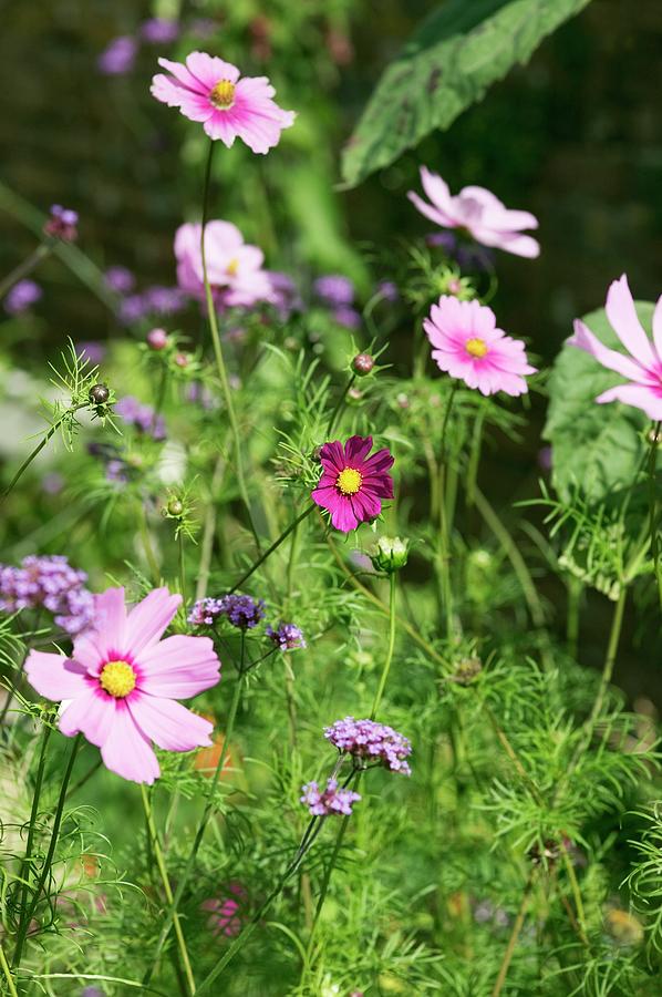 Cosmos And Verbena Flowers Photograph by Gustoimages/science Photo Library
