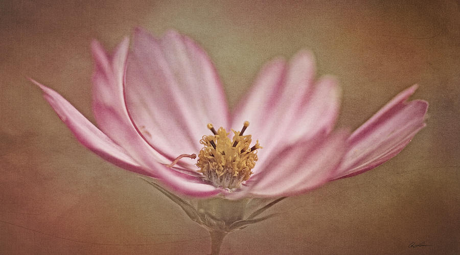 Cosmos by Ann Lauwers Cosmos by Ann Lauwers
