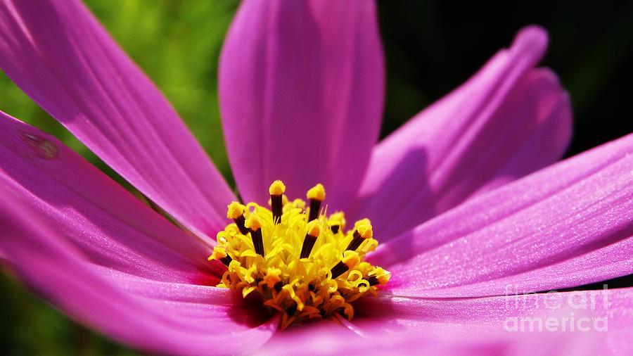 Cosmos Beauty in Pink Photograph by J L Zarek