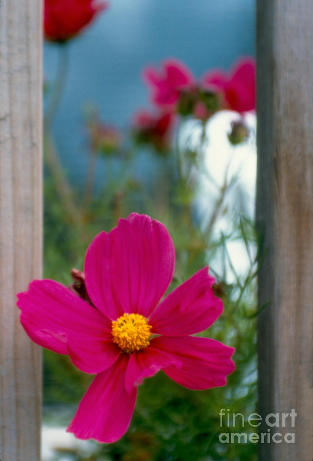 Cosmos Between Fence Photograph by Heather Kirk