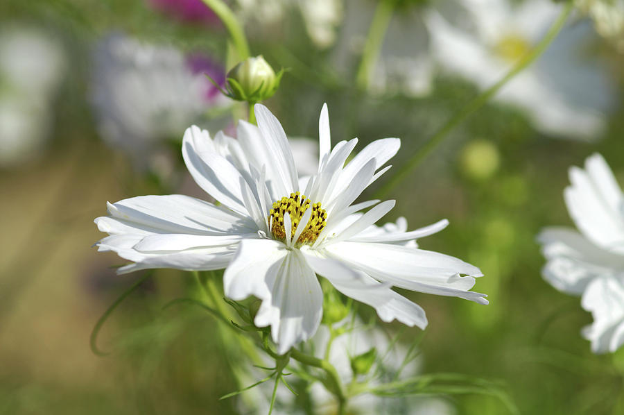 Cosmos Bipinnatus double Click Photograph by Brian Gadsby/science Photo Library