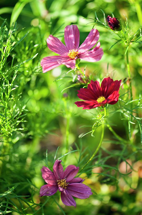 Cosmos Bipinnatus Flowers Photograph by Maria Mosolova