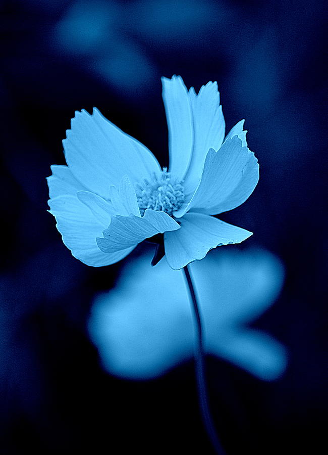 Cosmos Blue on Black Photograph by Joan Han