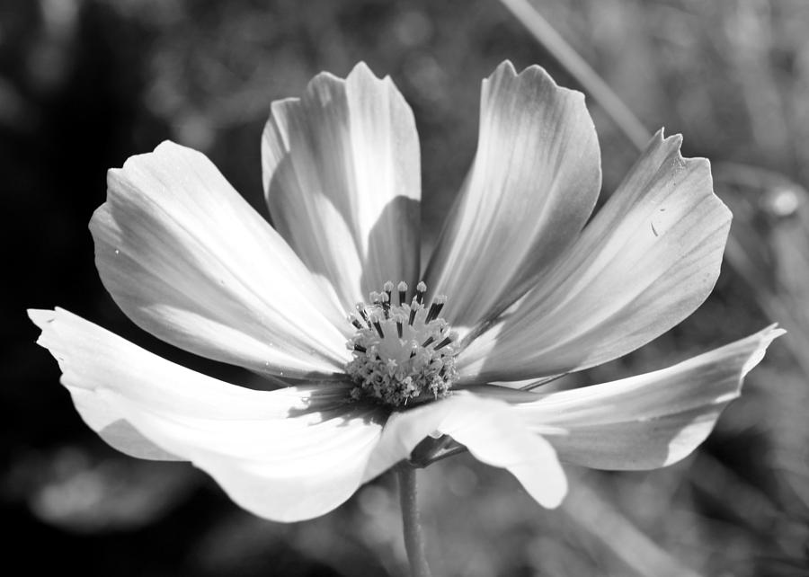 Cosmos BW1 Photograph by Gerry Bates