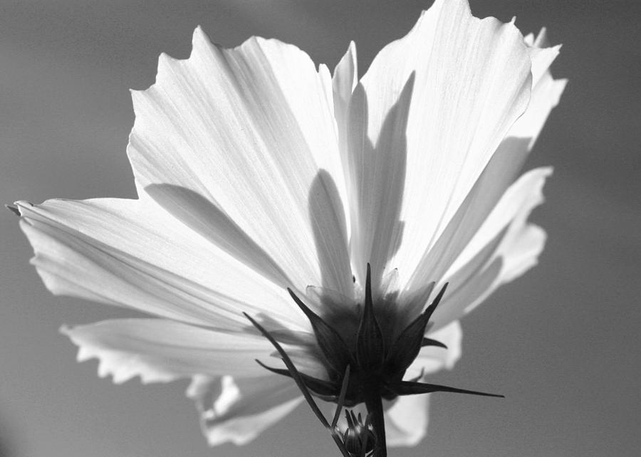Cosmos BW2 Photograph by Gerry Bates
