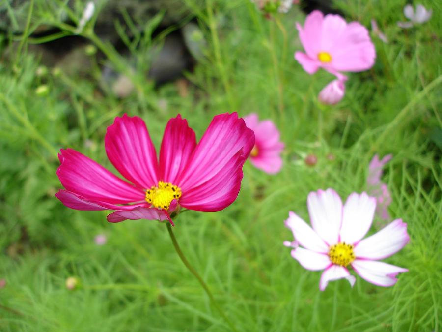 Cosmos Photograph by Catherine Arcolio