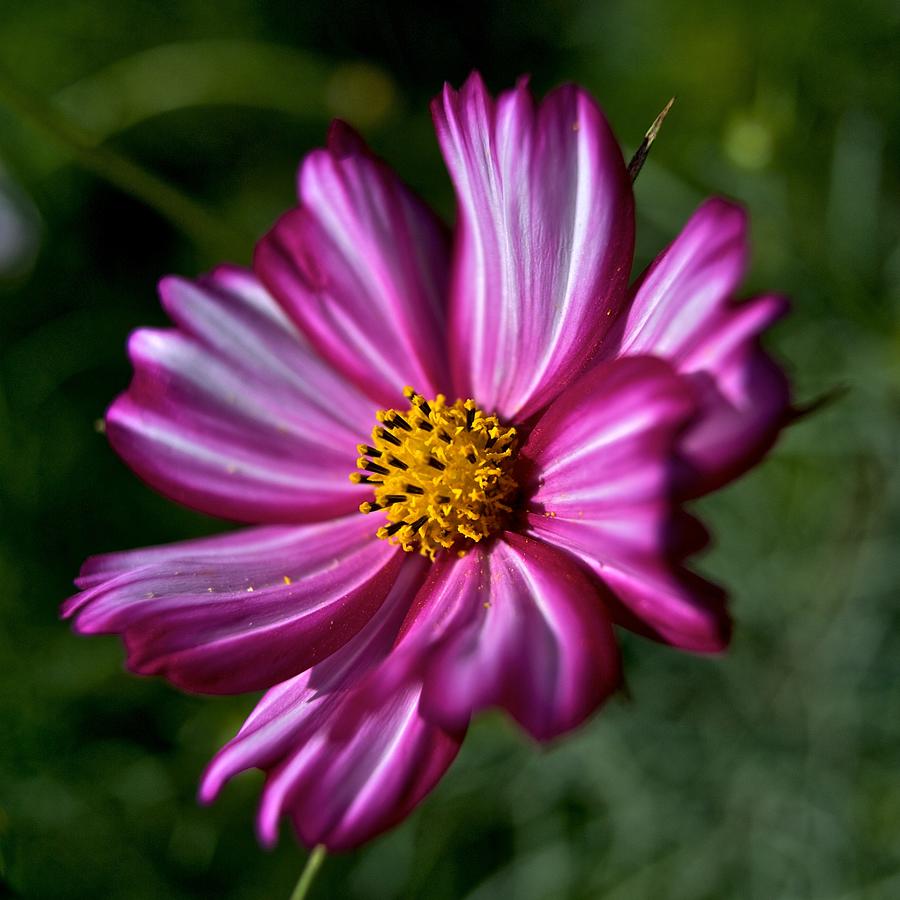 Cosmos close Photograph by I love Photo and Apple.