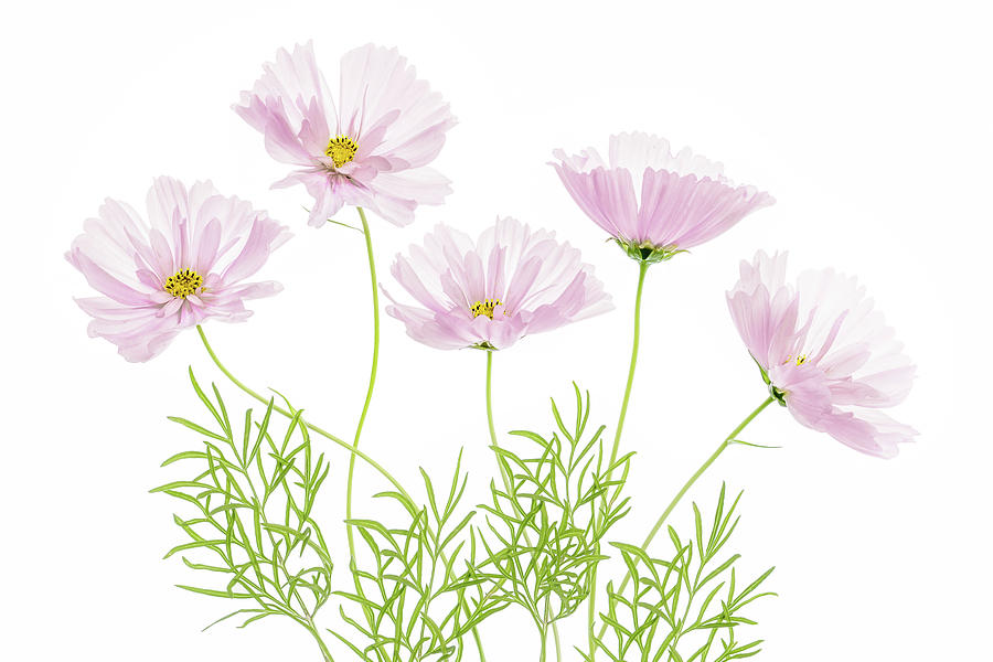Summer Photograph - Cosmos Cupcake by Mandy Disher