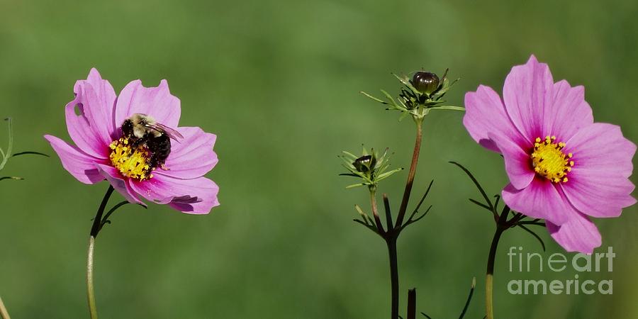 Flower Photograph - Cosmos Duet in Bee Minor by J L Zarek