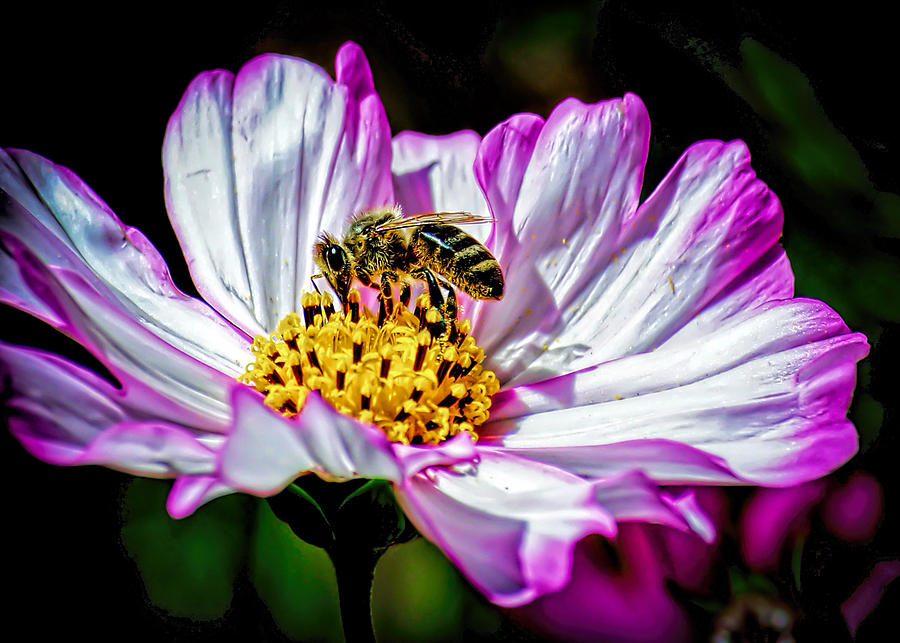 Cosmos Flower and Bee Photograph by George Davidson