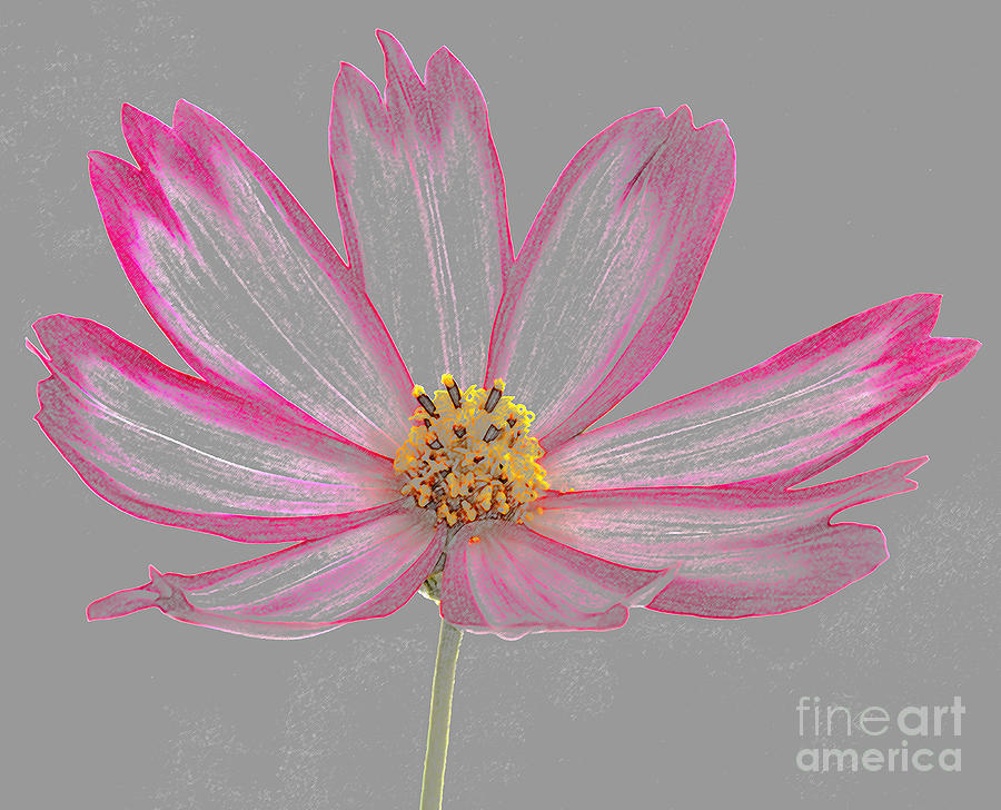 Cosmos flower as coloured pencil drawing Photograph by Rosemary Calvert
