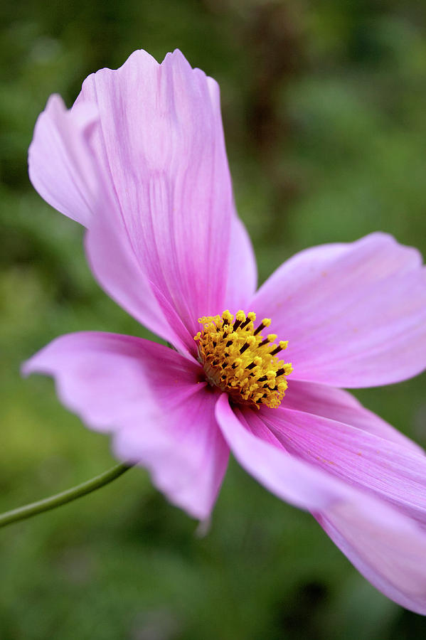 Cosmos Flower (cosmos Sp.) Photograph by Rachel Warne/science Photo Library