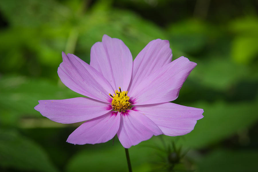 Cosmos flower Photograph by Vance Bell