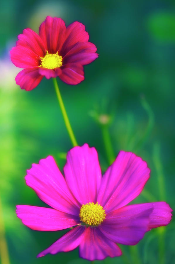 Cosmos Flowers (cosmos Bipinnatus) Photograph by Maria Mosolova/science Photo Library
