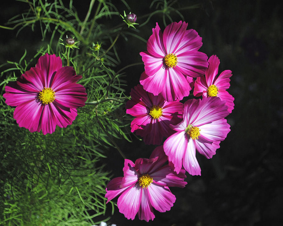 Cosmos Flowers Photograph by George Davidson