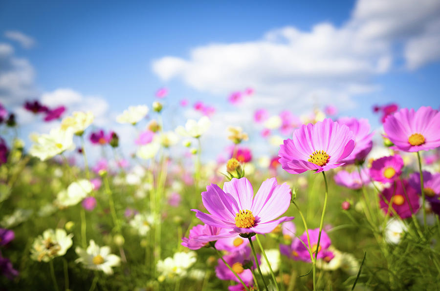 Cosmos Flowers In Full Bloom Photograph by Marser