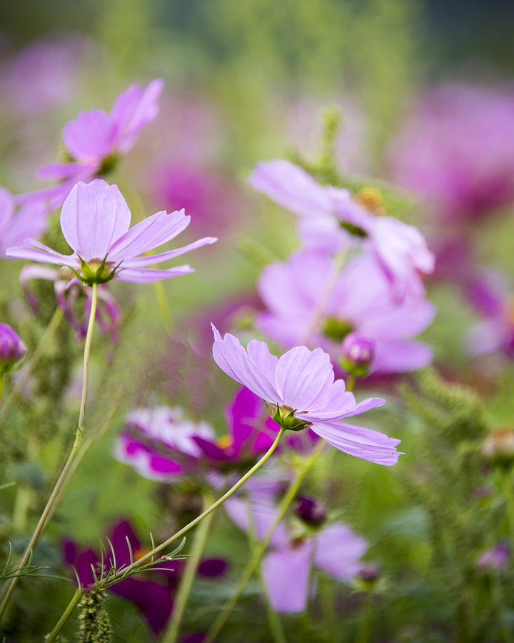 Cosmos Flowers Photograph by Joy Ciaccio - Pixels