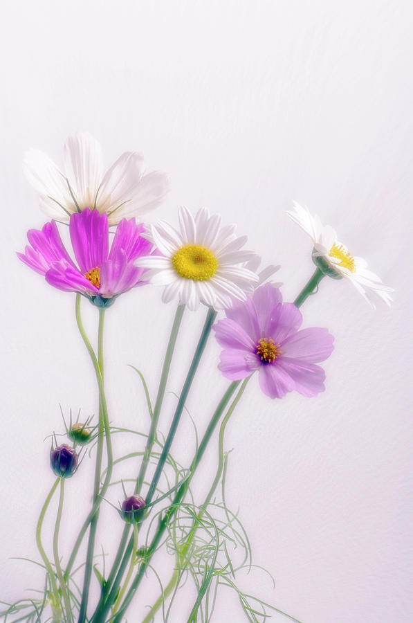 Cosmos Flowers Photograph by Maria Mosolova/science Photo Library