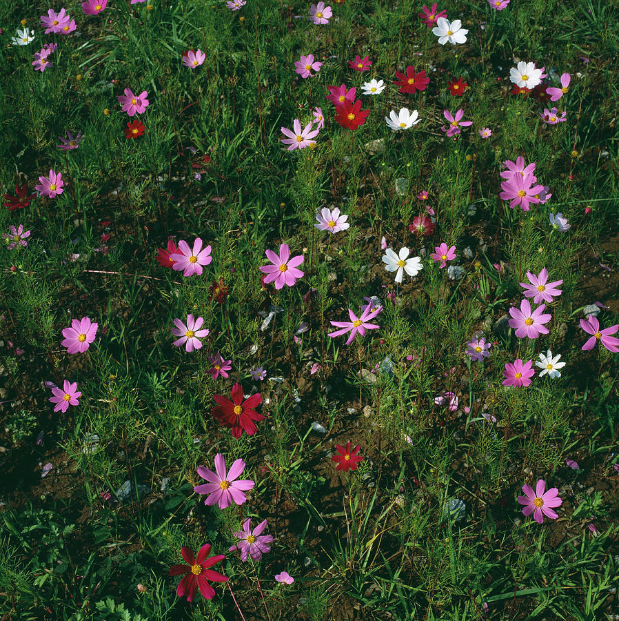 Cosmos Flowers Photograph by Mark De Fraeye/science Photo Library