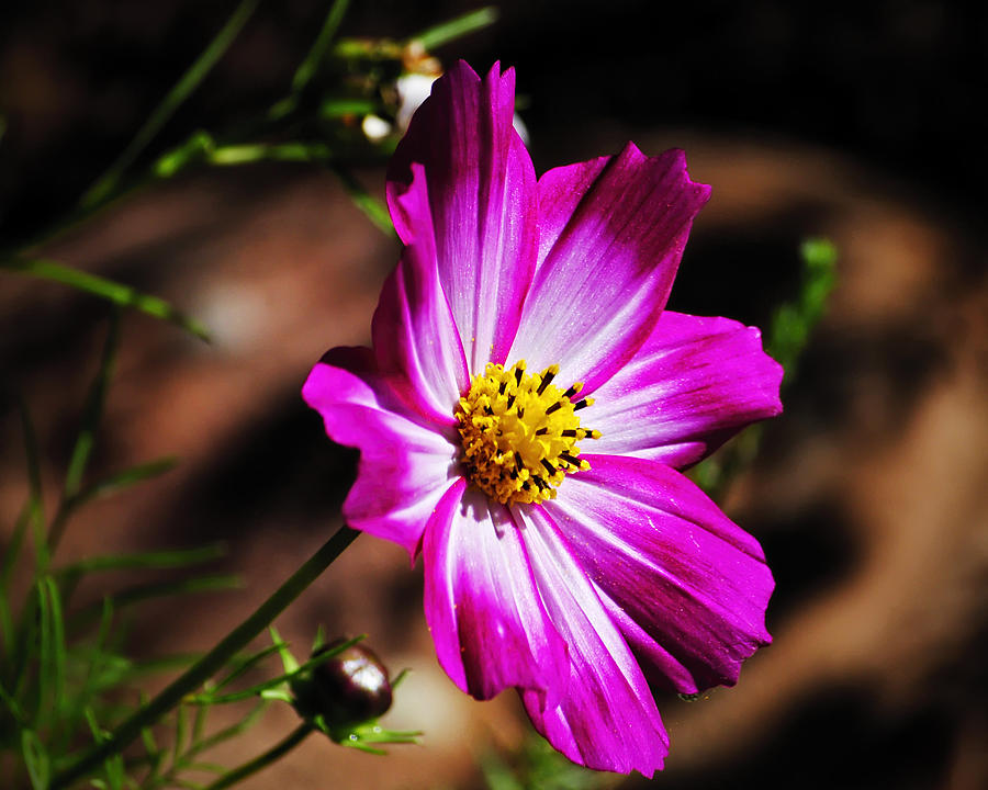 Cosmos Photograph by George Davidson