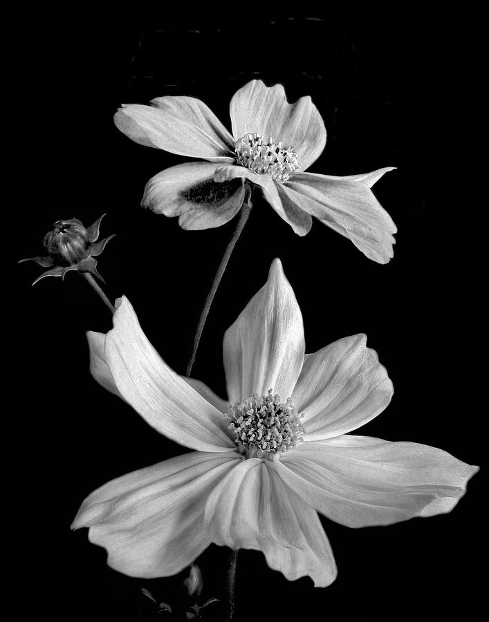 Cosmos in Monochrome Photograph by David and Carol Kelly