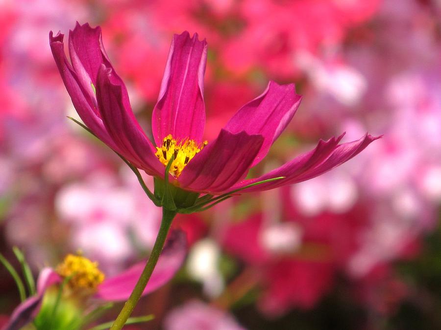 Cosmos In Pink Photograph by Alfred Ng