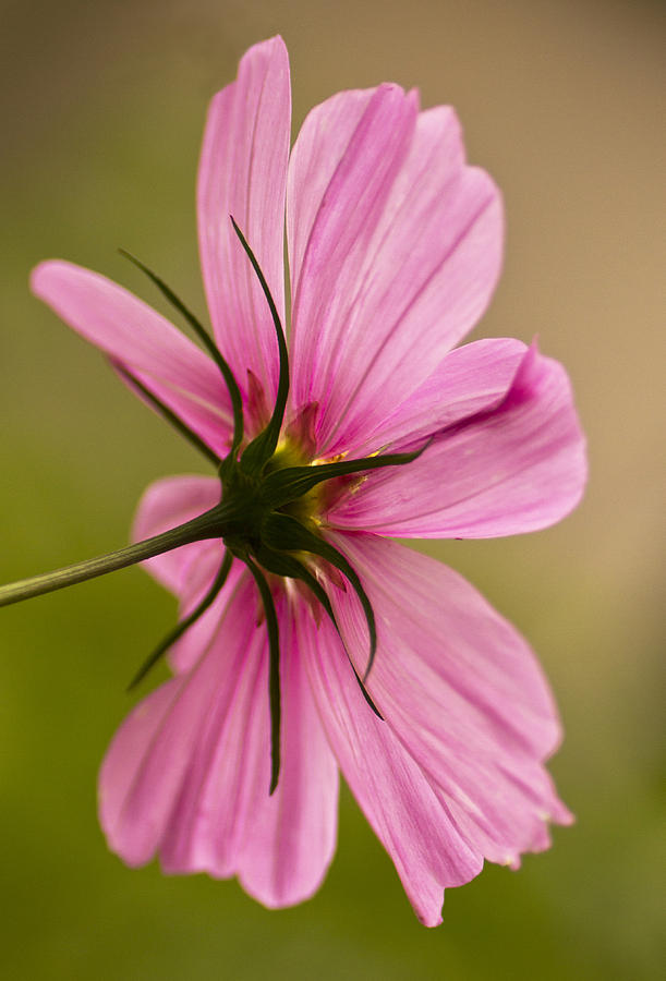 Cosmos in Pink Photograph by Diane Fifield