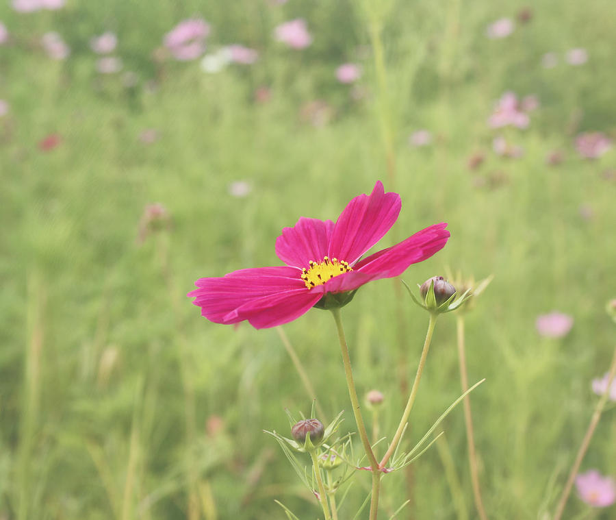 Flower Photograph - Cosmos in the Wild by Kim Hojnacki