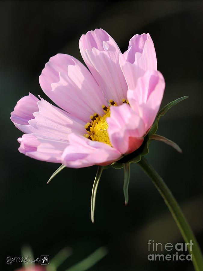 Flower Photograph - Cosmos named Sea Shells Pink by J McCombie
