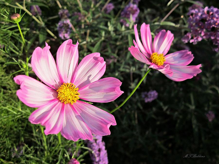 Cosmos Pair Photograph by MTBobbins Photography