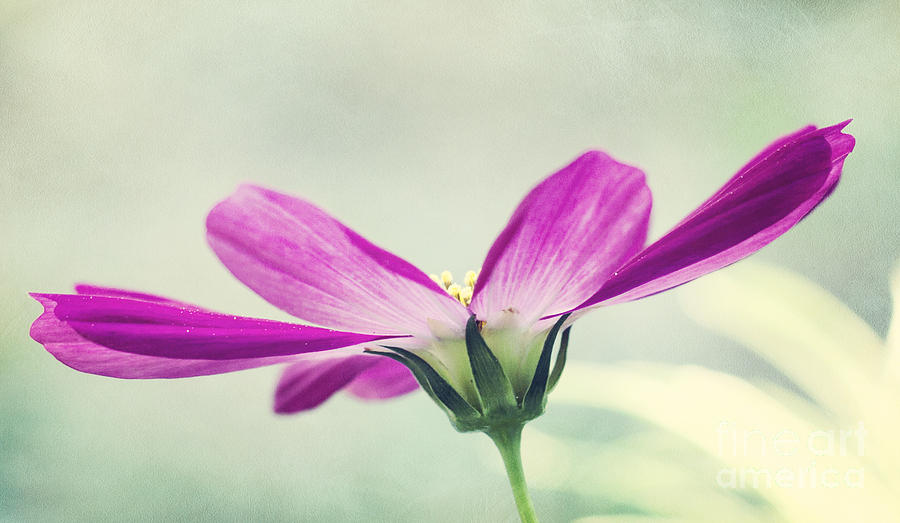 Cosmos Photograph by Pam  Holdsworth