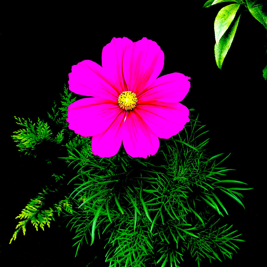 Flower Painting - Cosmos Pink on Black 2 by Andi Oakes