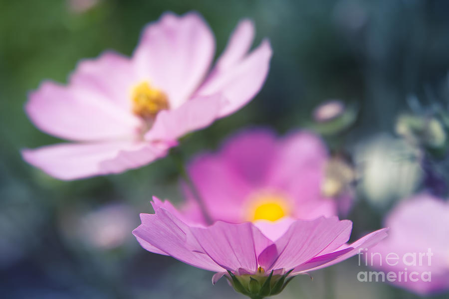 Cosmos Sensation - fiori rosa Photograph by Sharon Mau