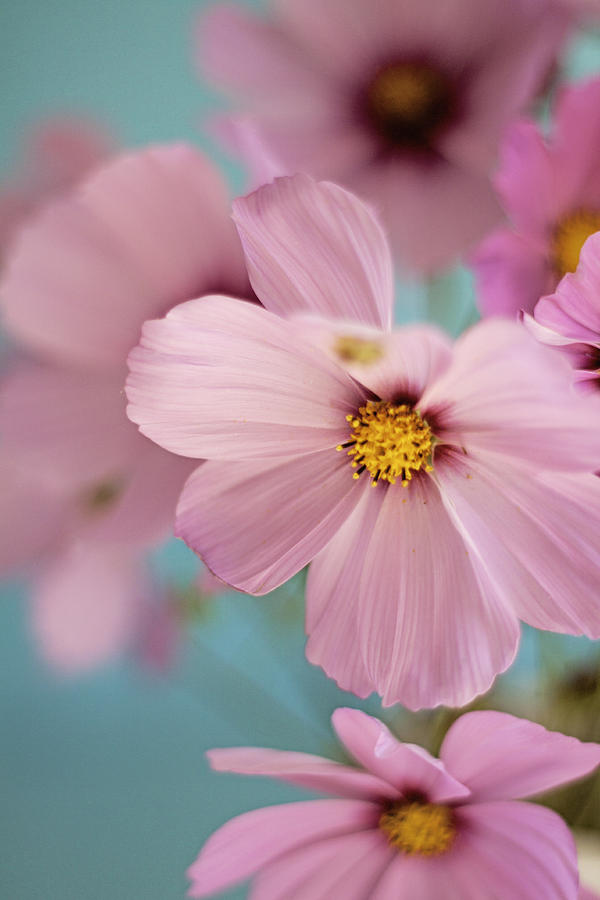 Cosmos Photograph by Sheila Stafford - Fine Art America