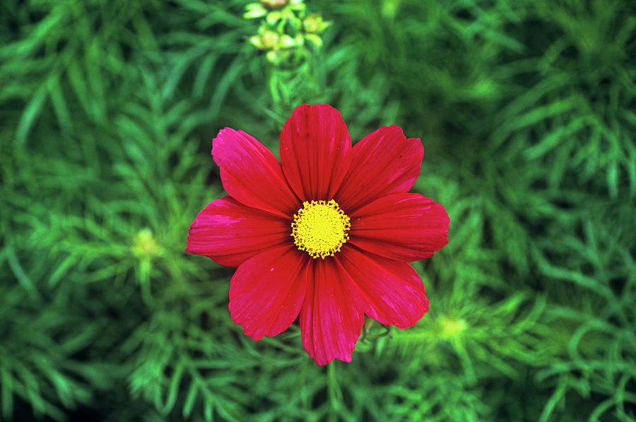 Cosmos sonata Carmine Photograph by Anthony Cooper/science Photo Library