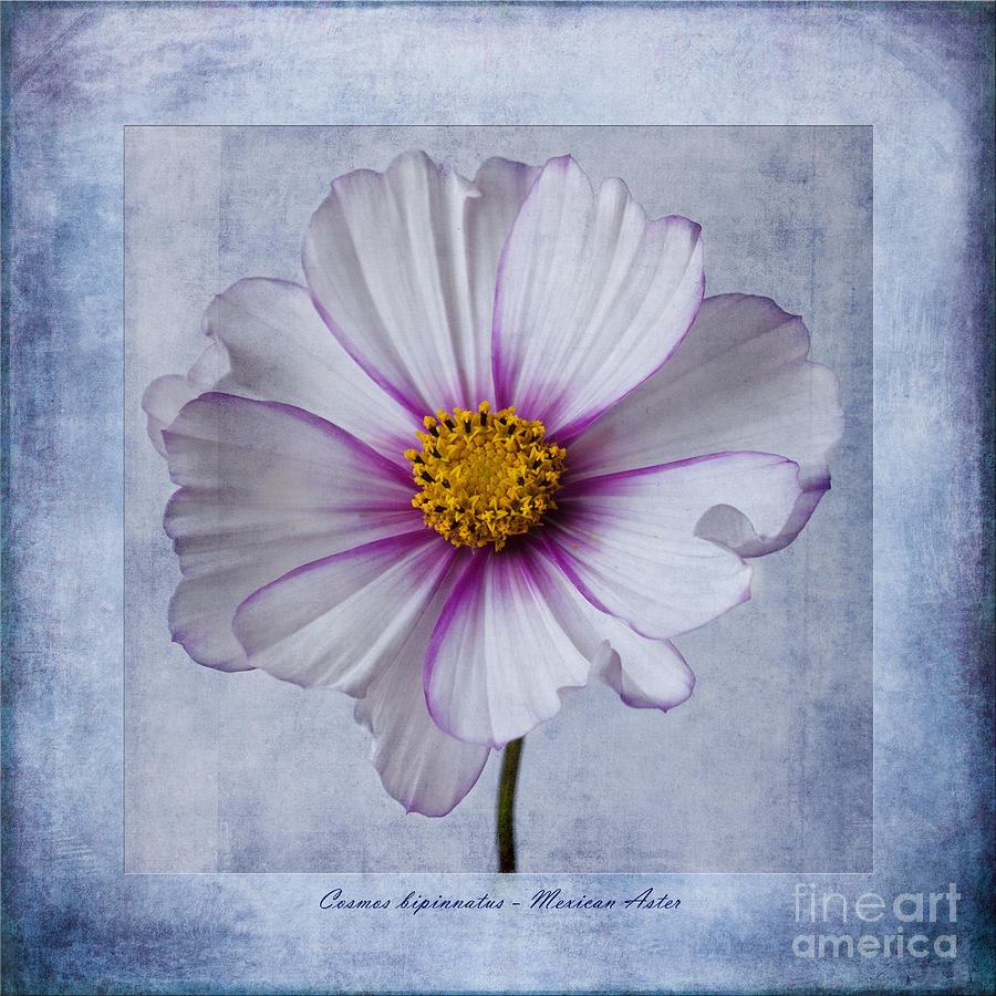Abstract Photograph - Cosmos with textures by John Edwards