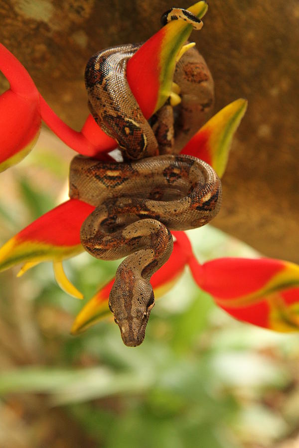 Costa Rica, Close up of Boa Constrictor wrapped on branch with red flower Photograph by Rubberball/Beau Maisel