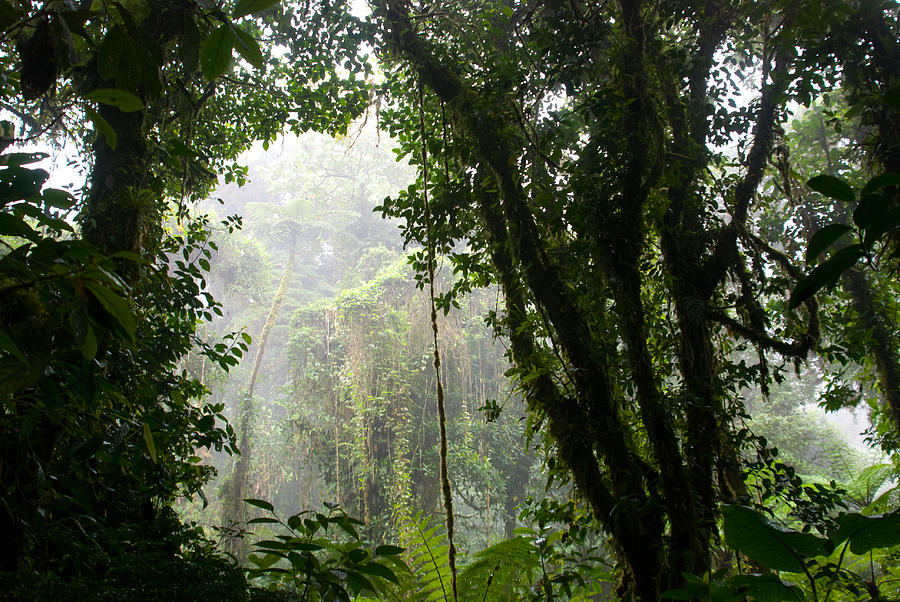 Costa Rica Cloud Forest Photograph by Cascade Colors - Fine Art America