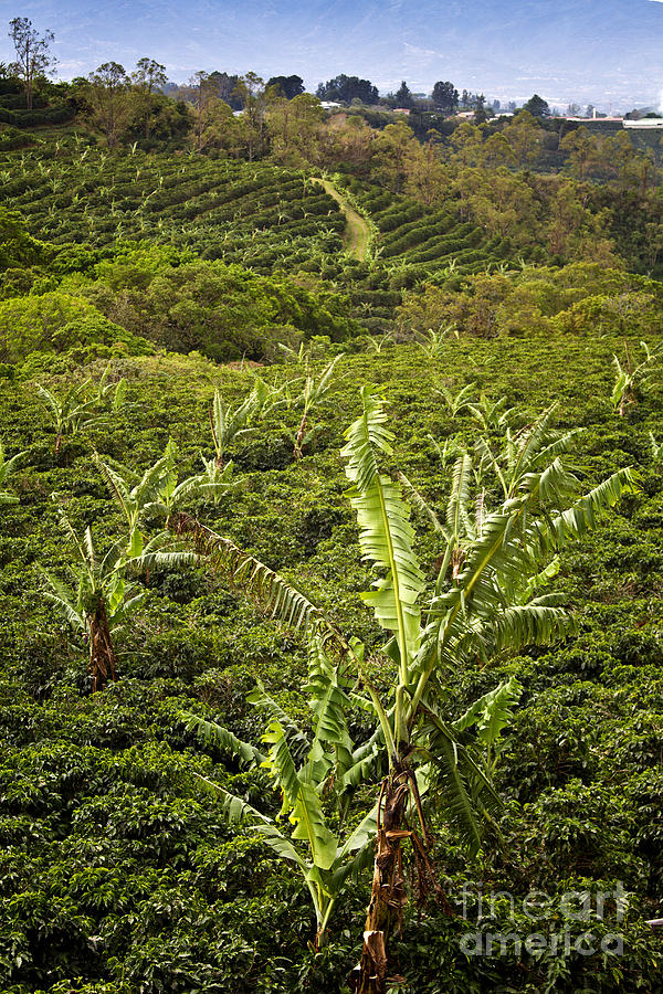 Costa Rica Coffee Farm Photograph by Carrie Cranwill