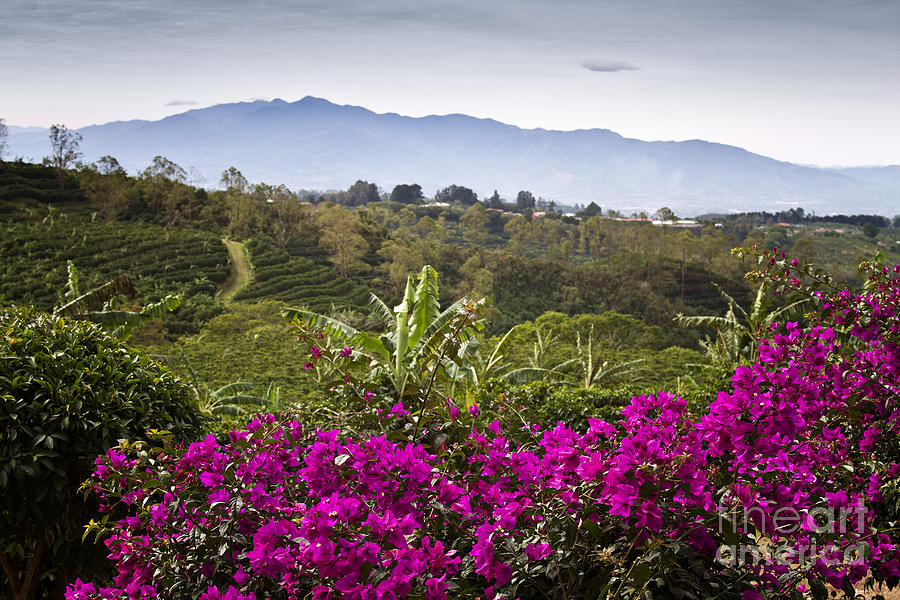 Costa Rica Coffee Plantation Vista Photograph by Carrie Cranwill